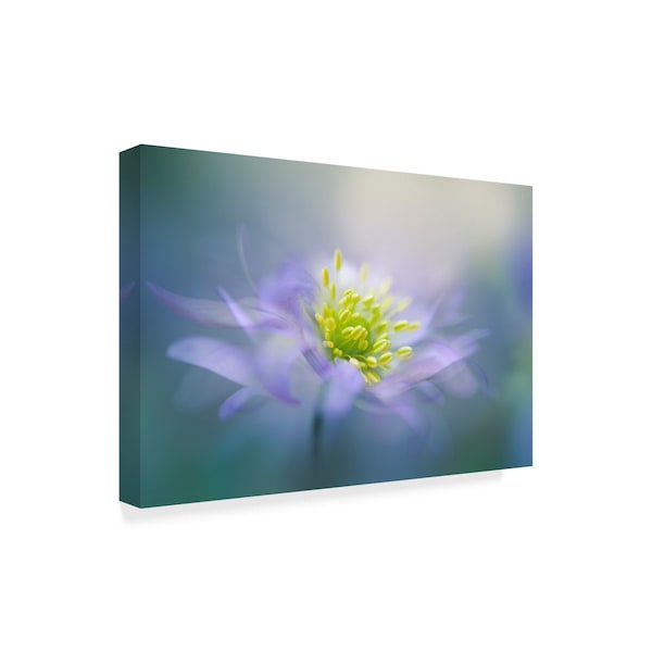 Jacky Parker 'Windflower' Canvas Art,16x24